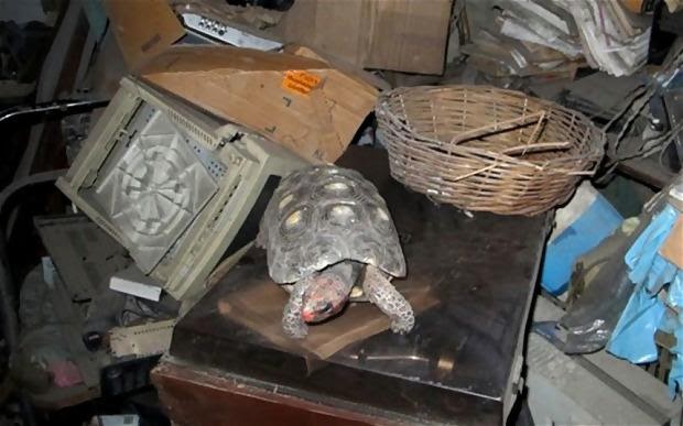 tortoise in clutter