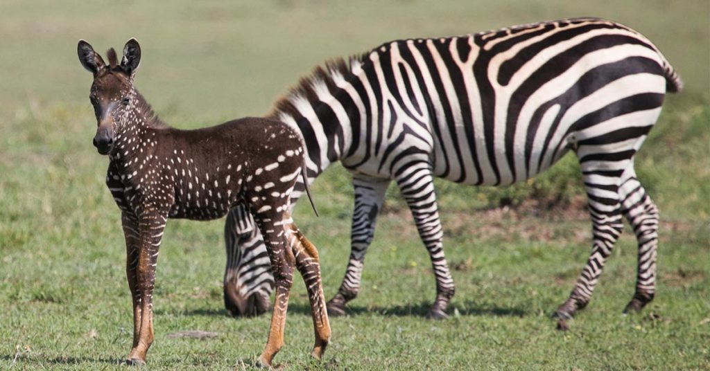 Adorably Rare Baby Zebra Was Born With Polka Dots Instead Of Stripes - Featured image