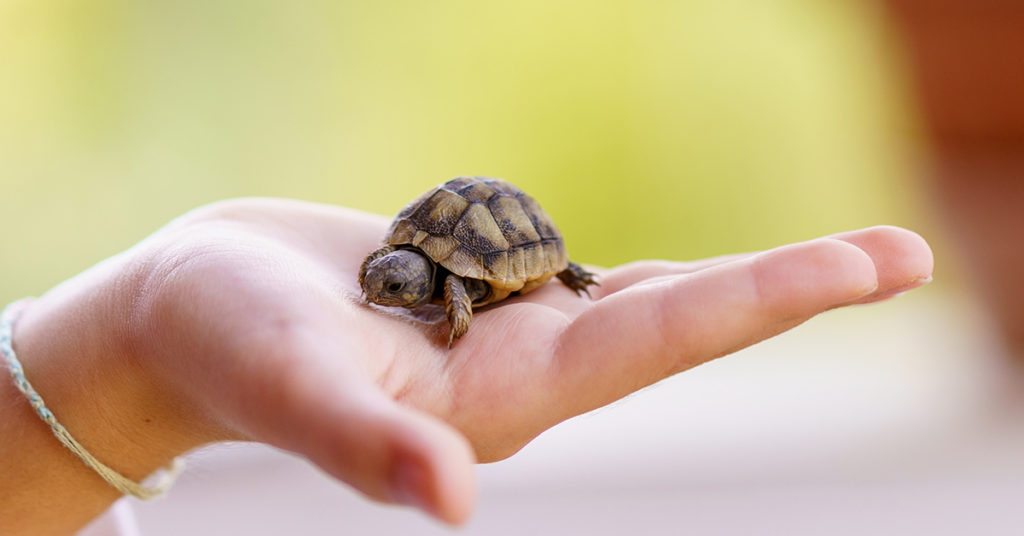 Woman Discovers Her Severe Pain Was from a Dead Turtle Stuck in Her Lady Parts - Featured image