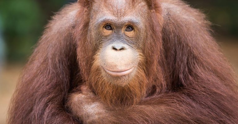 Breastfeeding mom’s touching encounter with an orangutan has people swooning—and debating - Featured image