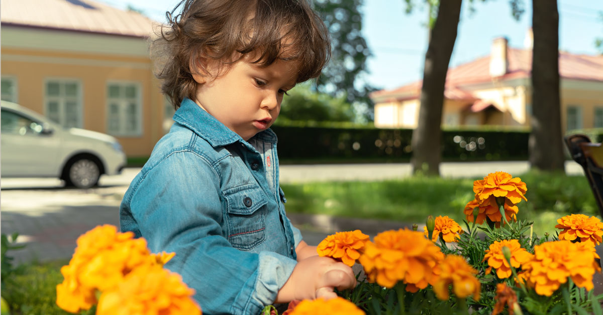 a small boy picking orange flowers