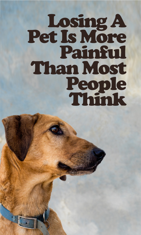 A light colored brown dog looking off into the distance with text that reads "Losing A Pet Is More Painful Than Most People Think"