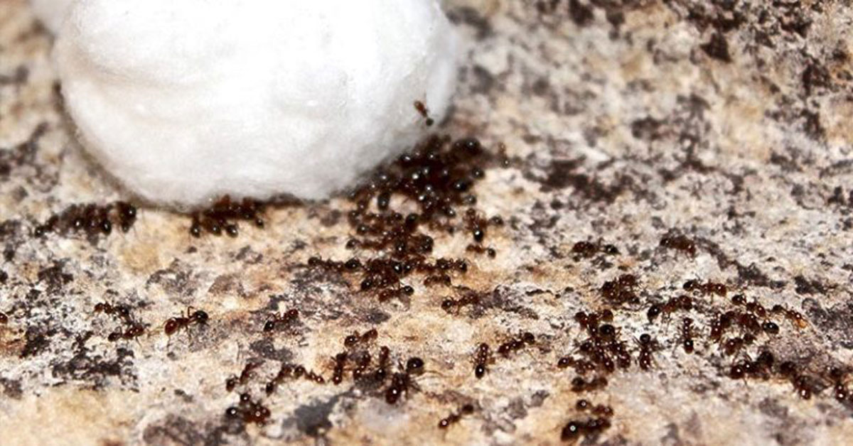 ants on a kitchen countertop