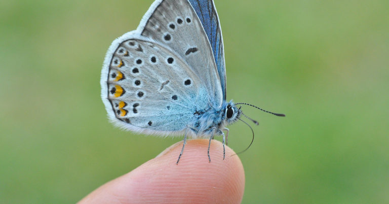 Incredible moment butterfly lands on father’s hand during moving tribute to late daughter - Featured image