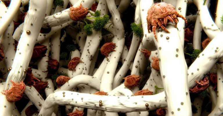 What Happens When You Don’t Wash Your Sheets - Featured image