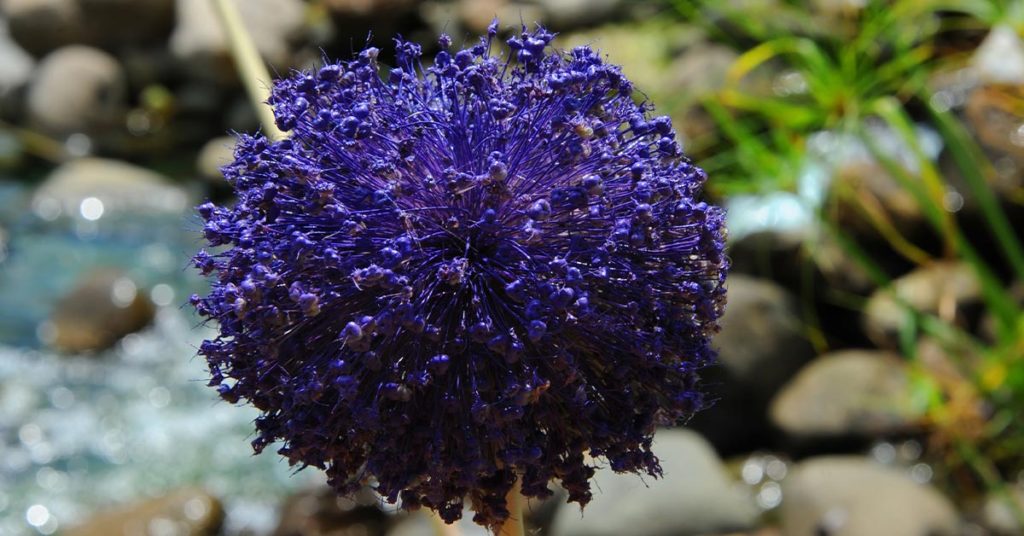 People Are Spray Painting Their Dead Plants To Bring Them Back To Life - Featured image