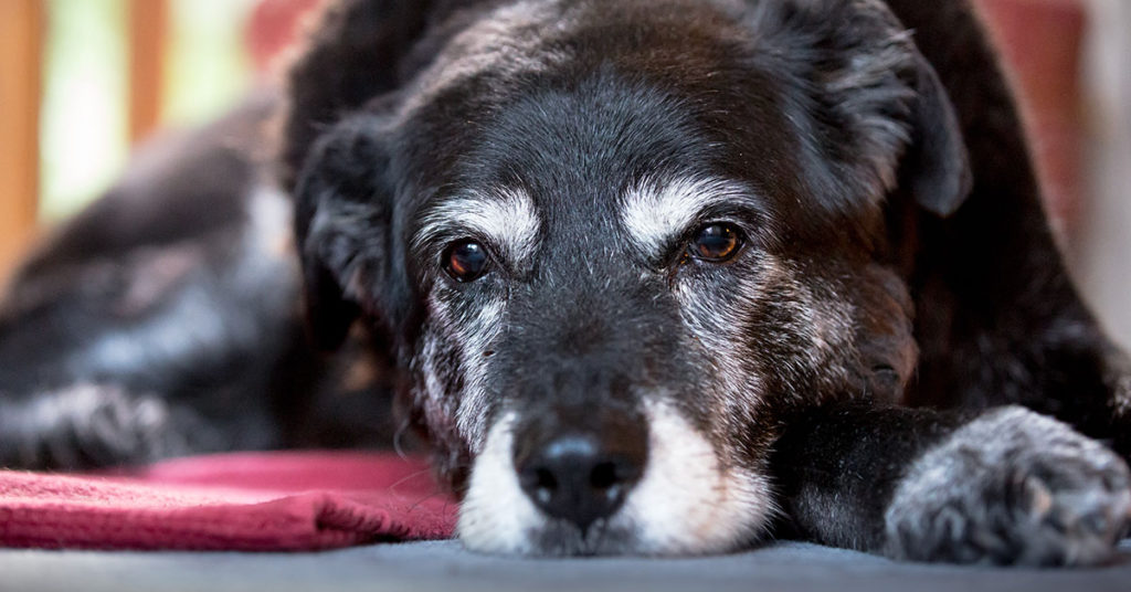 Guy Asks If He’s Wrong To Freak Out On Friend For Comparing His Dead Son To Her Dead Dog - Featured image