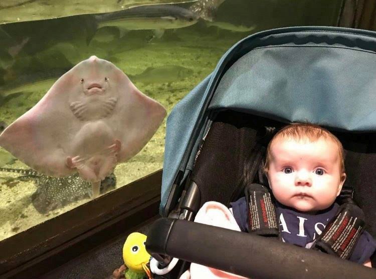 stingray photobombing a photo of a baby at an aquarium 