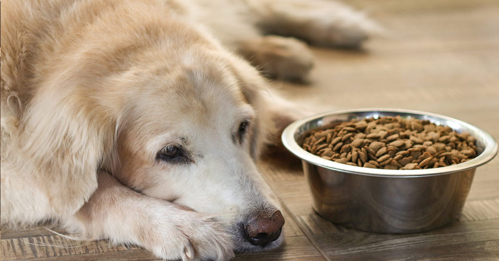 Vet explains what pets do in their final moments just before they’re put down - Featured image