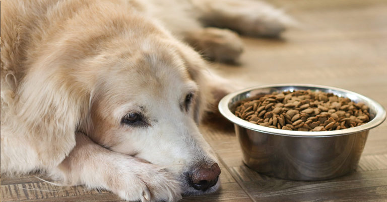 Vet explains what pets do in their final moments just before they’re put down - Featured image