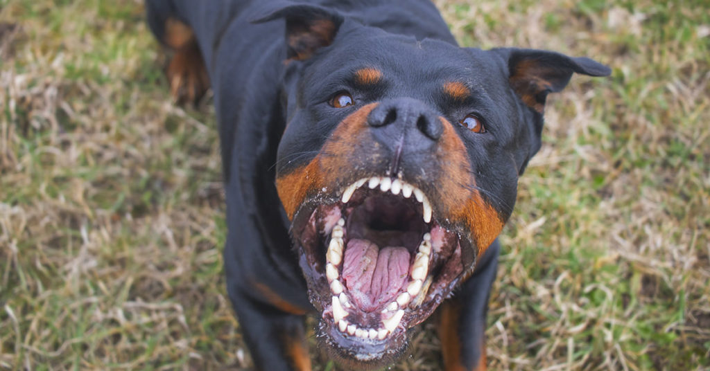 Ryder, 5, survived attack by two dogs – now cruel people call him a ”monster” - Featured image