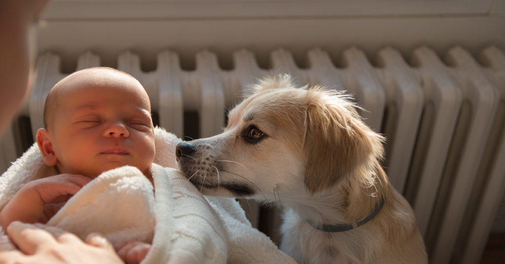 Frustrated Parents Scold Dog For Breaking Into Nursery…Until They Check The Baby - Featured image