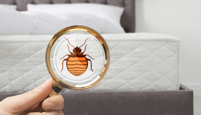 depiction of a magnifying glass showing a bed bug magnified over a mattress 