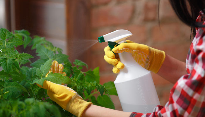 person spraying a house plant with unlabeled spray bottle 