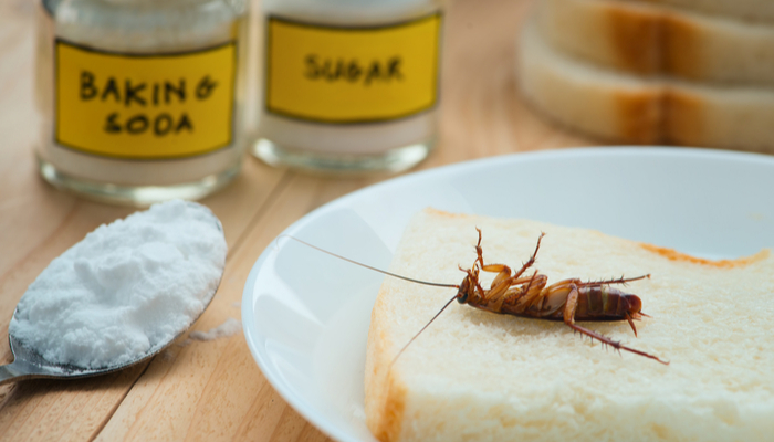 cockroach dead on a slice of white bread. Baking soda and sugar can be seen in the background 