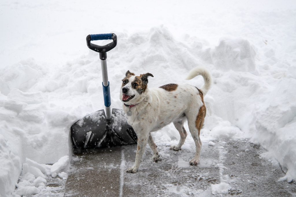 driveway being shoveled. A shovel is stuck in the snow with a dog beside it