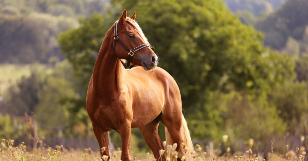 To Save A Horse From Drowning, A Young Boy Jumped Into A Freezing Canal - Featured image