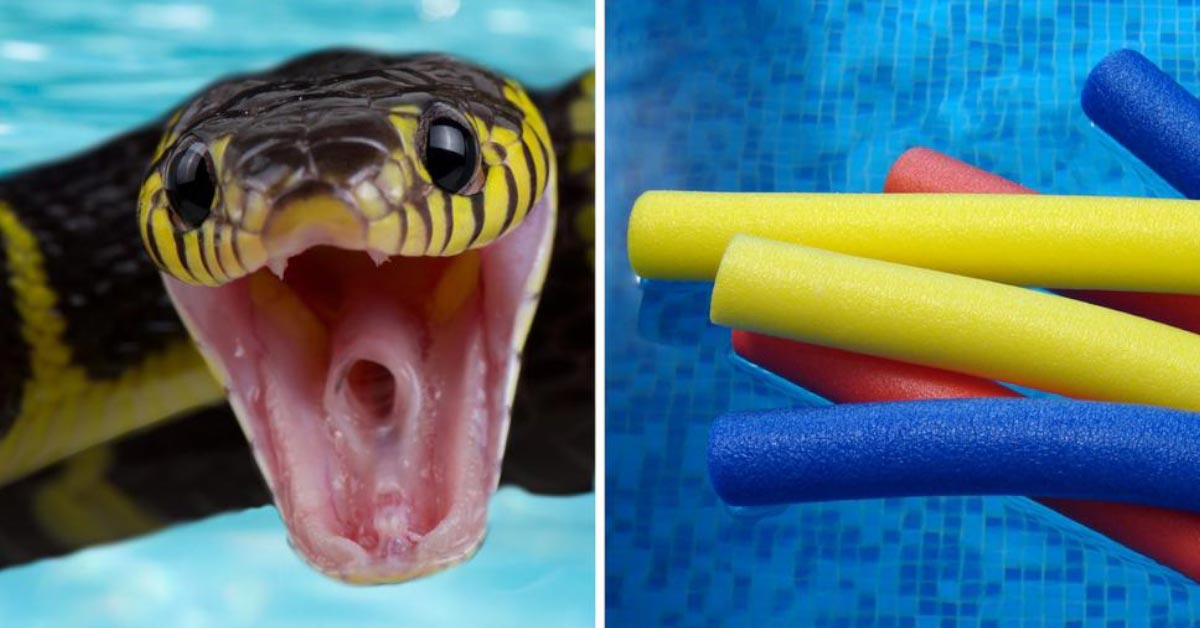 Fire Department Warns Pool Owners About Snakes Living Inside Of Pool N...