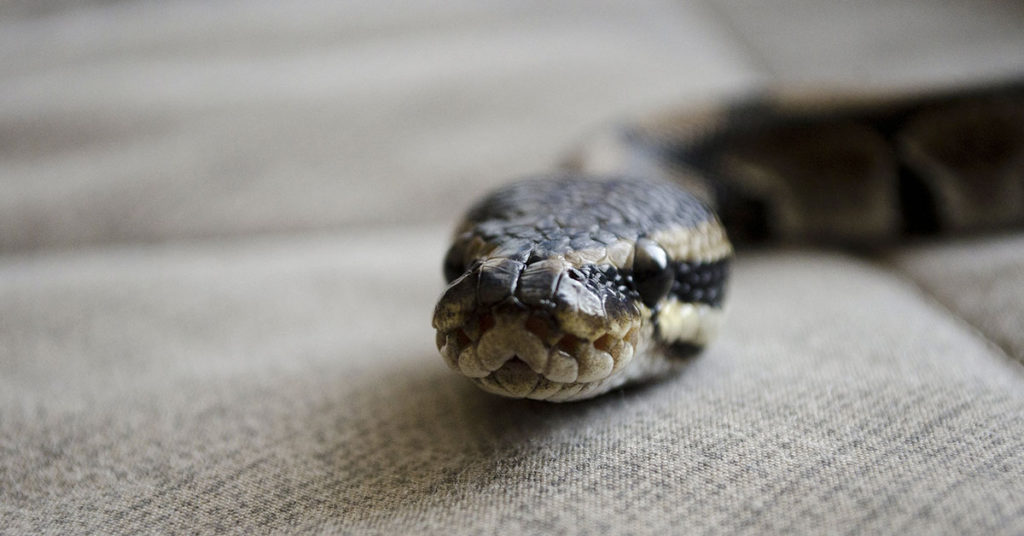 What to do if you find a snake in your house according to an expert