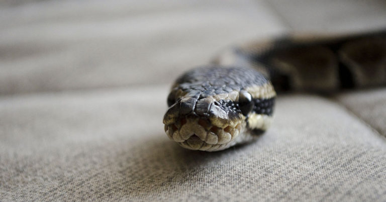 What to do if you find a snake in your house according to an expert - Featured image