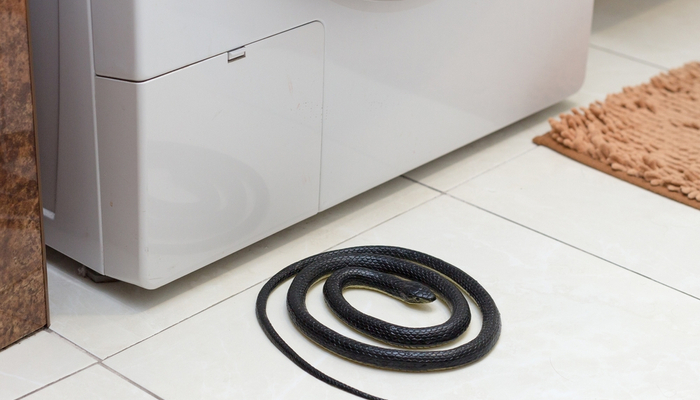 snake inside home coiled up by a washing machine