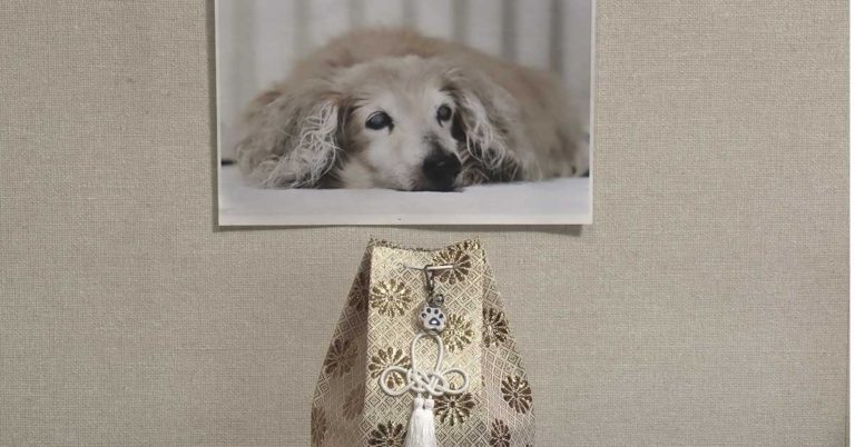 Science shows that losing a dog can be just as painful as losing a loved one - Featured image