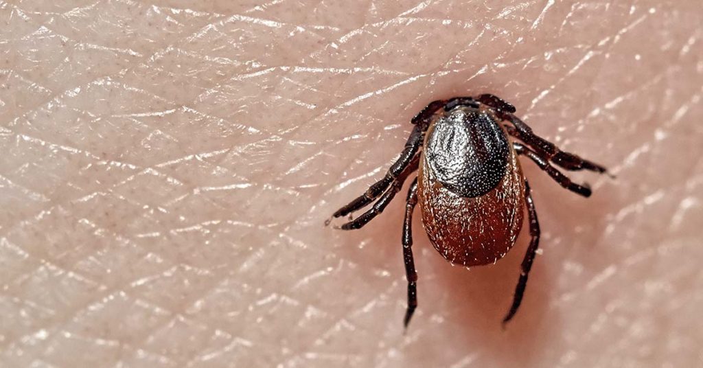 It started with a tick bite. How one woman lost her husband to undiagnosed Lyme disease - Featured image