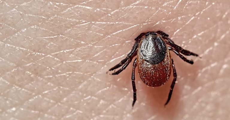 It started with a tick bite. How one woman lost her husband to undiagnosed Lyme disease - Featured image