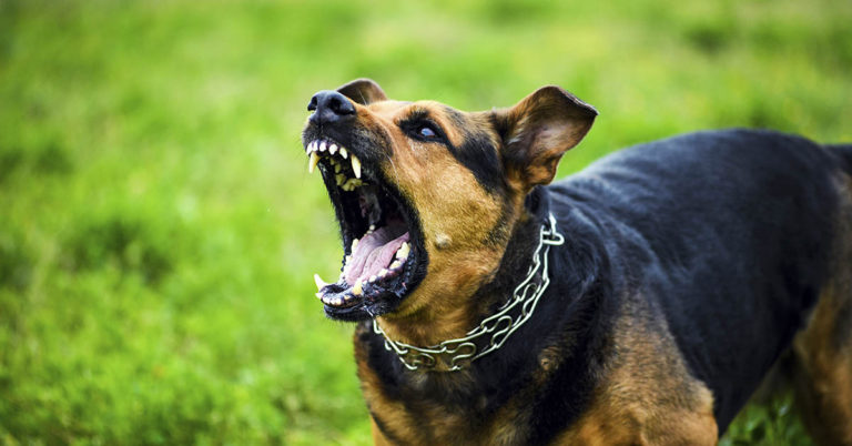 Boy, 7, says he’s ‘proud of his scar’ after jumping in front of vicious dog to save his sister - Featured image