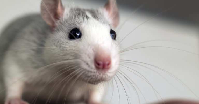 Family sleeping in one room in apartment where children believe mice are family pets - Featured image