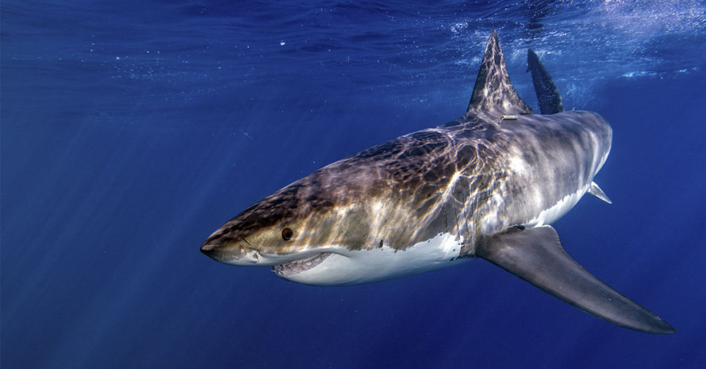 Brother dives into water and fights off 9 feet long shark to free sister from its jaws - Featured image