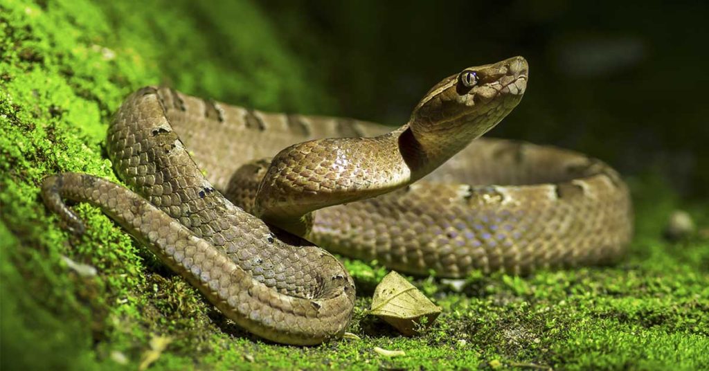 Toddler Bites And Kills Snake After It Bit Her - Featured image