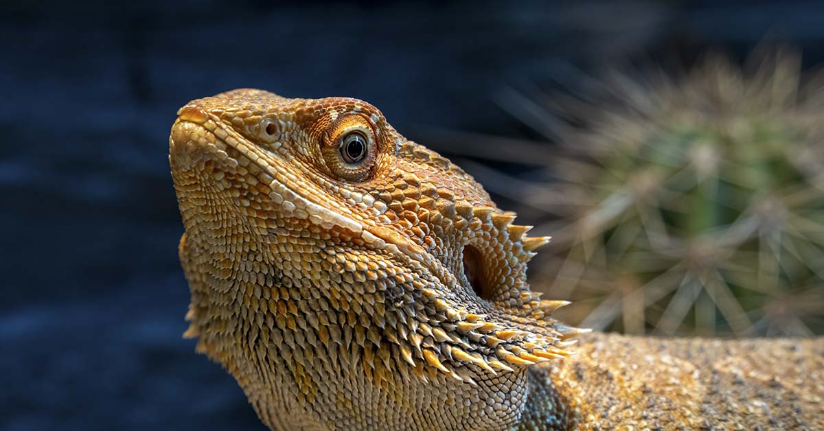 close-up of a colorful pogona in a vivarium. green bokeh in the background with cactus.
