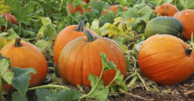 Mom Shares Tick Warning After Visit to Local Farm - Featured image