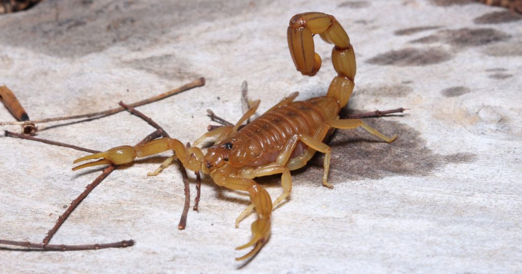  Boy, 7, Dies After Seven Heart Attacks When Stung by Scorpion While Putting on Shoes - Featured image
