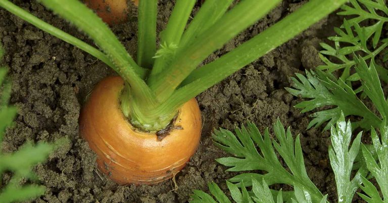Woman Loses Engagement Ring In Garden Finds It 13 Years Later On A Carrot - Featured image