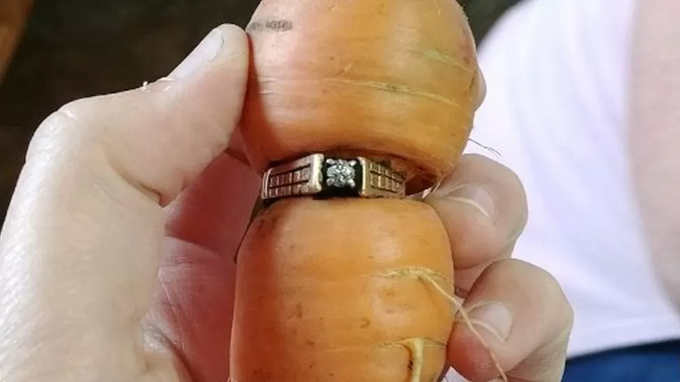 The lost engagement ring on a knotted carrot