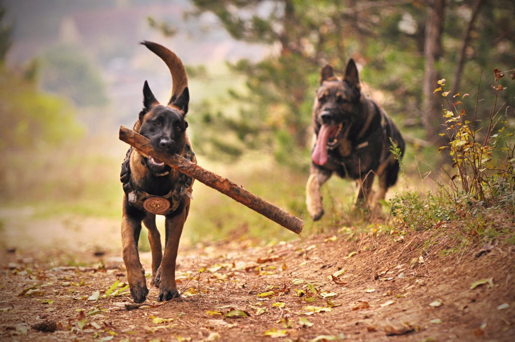 Dogs love sticks - the simple things