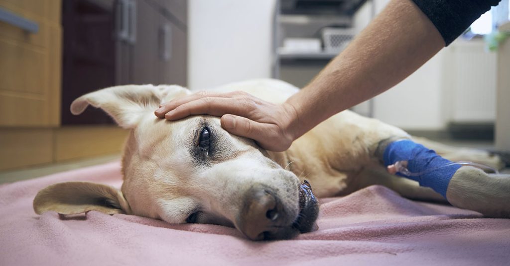 Veterinarian Lends Emotional Advice to Pet-Owners Putting Their Animals Down - Featured image