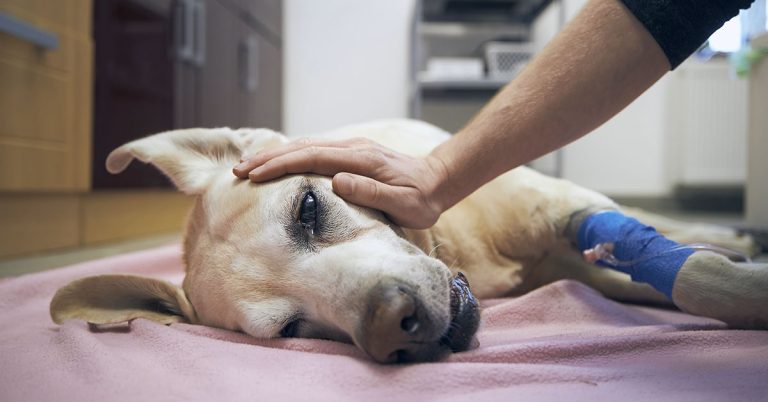 Veterinarian Lends Emotional Advice to Pet-Owners Putting Their Animals Down - Featured image