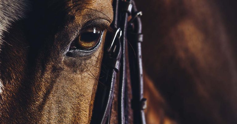 Dad Photographs Daughter In Front Of Giant Horse, Looks Closer And Can’t Stop Laughing - Featured image