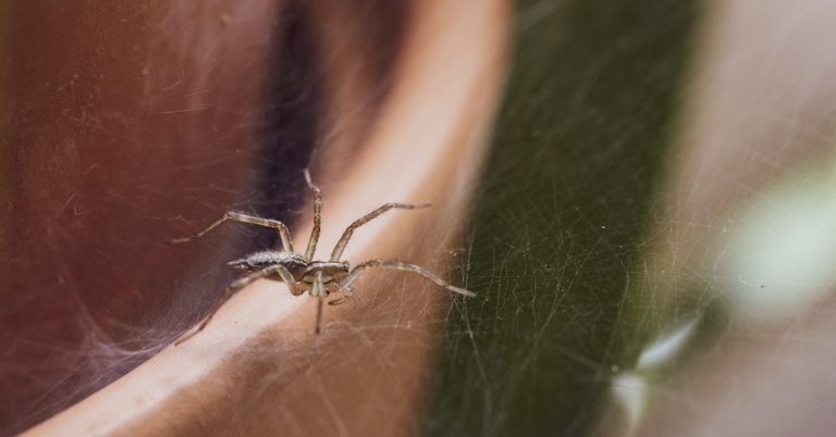 Spray this Simple 2-Ingredient Mixture & You Will Never See Spiders or Insects in Your Home - Featured image