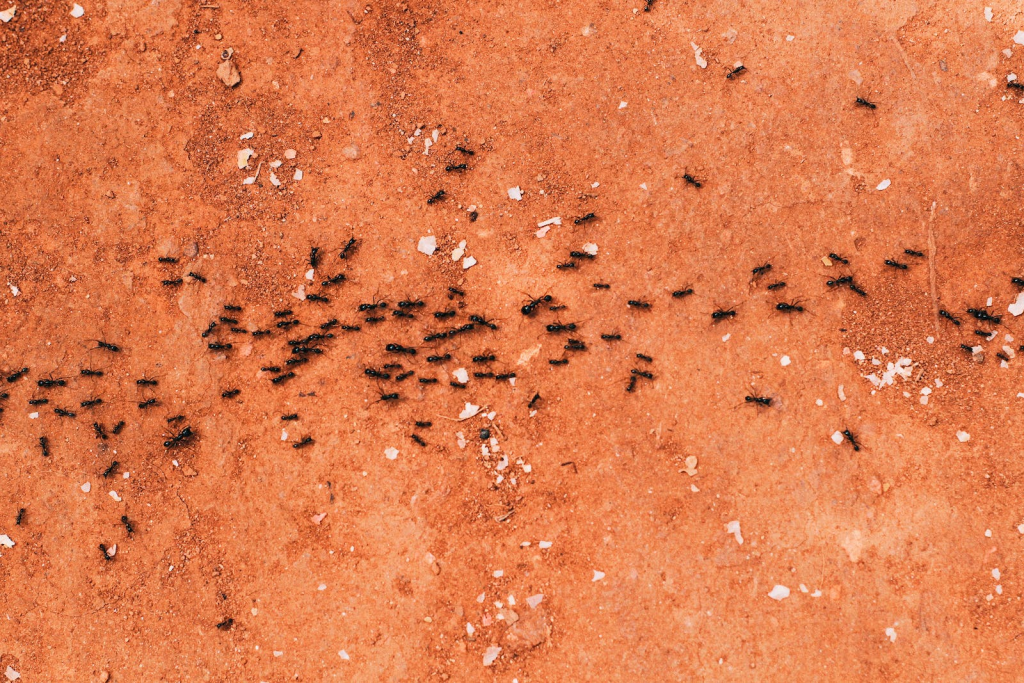 Ants can be kept away with salt
