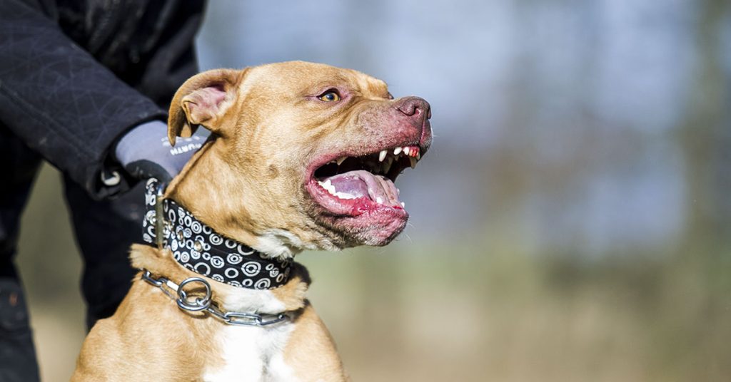 Ranked: The Top 10 Most Dangerous Dog Breeds - Featured image