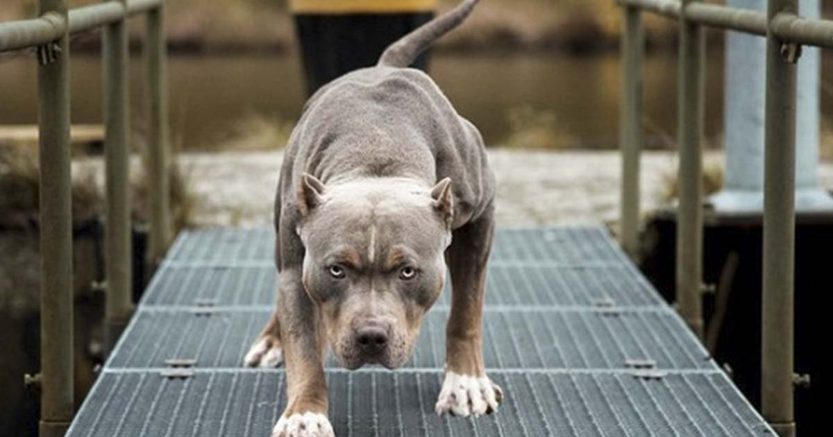 The Top 10 Most Dangerous Dog Breeds Secret Life Of Mom