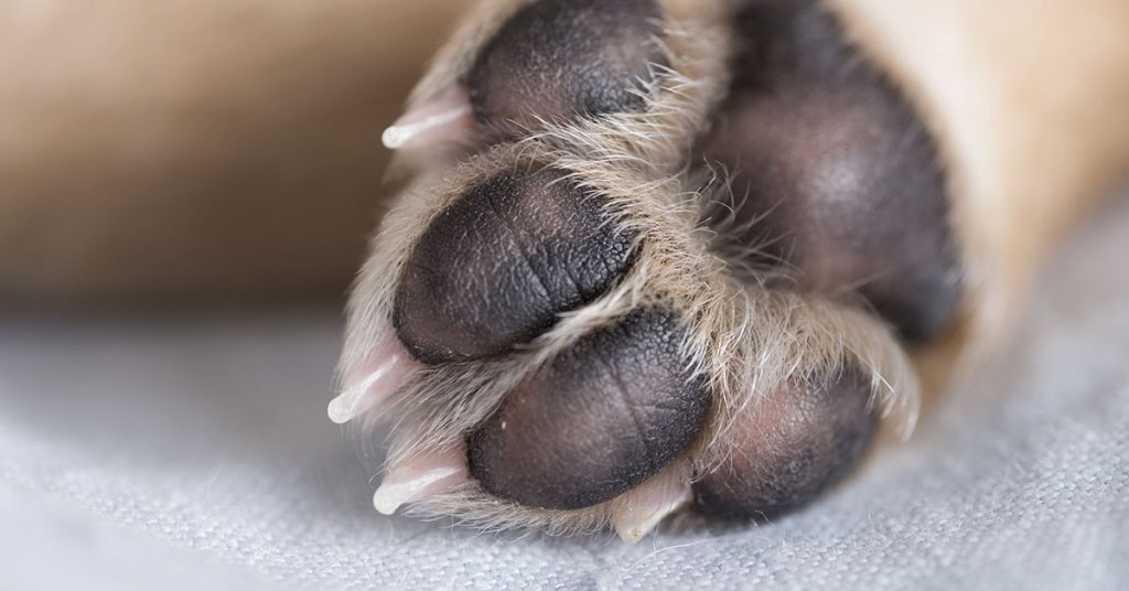 Father Prioritizes Dog Over Son: Chooses to Carry Pet Instead - Featured image