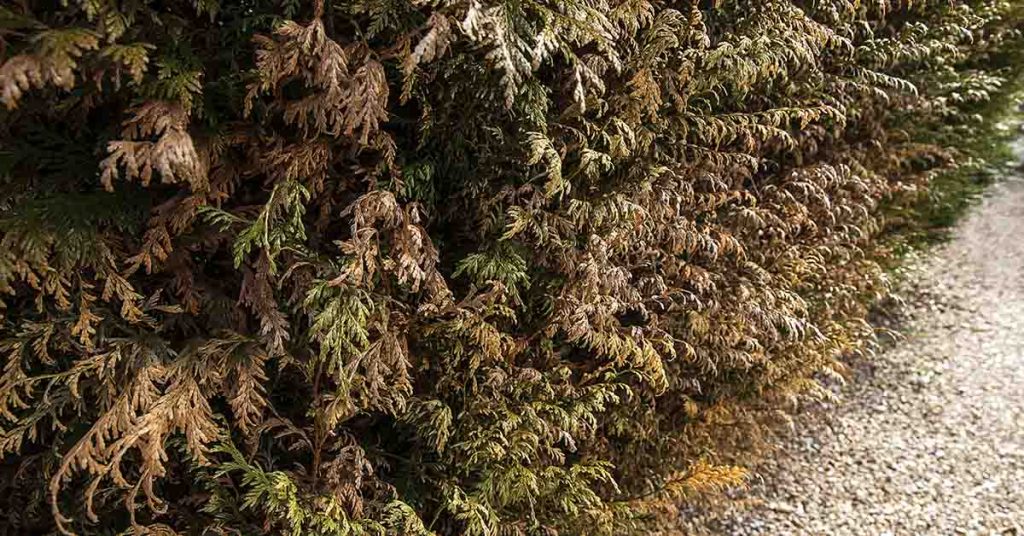 Mom shares $5 hack for bringing dead plants ‘back to life’ - Featured image