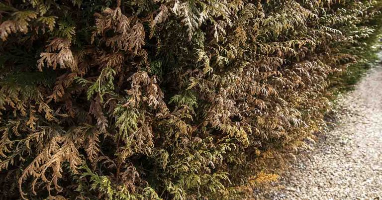 Mom shares $5 hack for bringing dead plants ‘back to life’ - Featured image