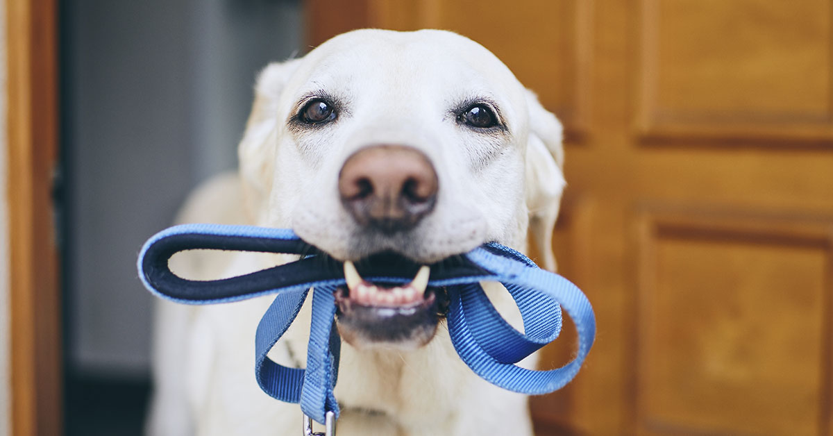 dog with leash in its mouth