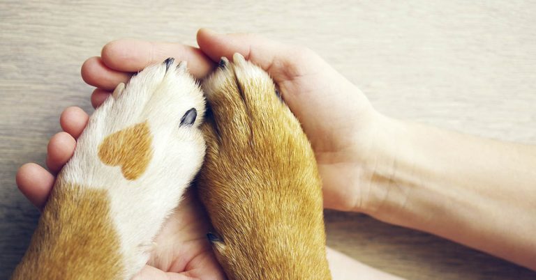 Woman Turns Her Home into Hospice for Old Shelter Dogs so they Don’t Die Alone - Featured image